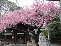 寒緋桜を見るために荏原神社へ