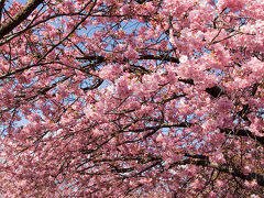 春の東伊豆～河津桜祭り２００９～