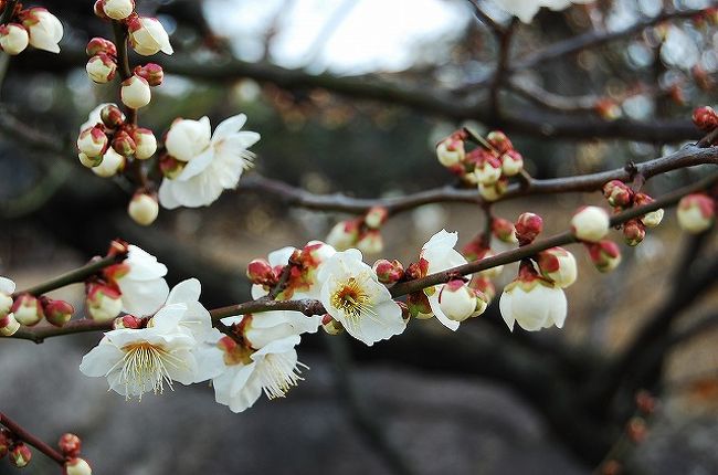 まだまだ寒い日々が続いていますが、ほんの少し春の気配も感じられるようになってきた今日この頃…。<br /><br />今年の抱負は色々あれど、そのうちの最重要課題の1つが、「今年も1ヶ月に1度は旅に出る！」というもの。<br />先月、海外旅行に行ってしまったので（シンガポール）、今月は休みも取れないし、予算もあまりない。<br />東北に行きたいのは山々なのですが、寒いのはどうしても苦手です。<br />温泉旅館に1人っていうのも寂しいしなぁ。<br />そんな時…<br />そうだ、前から行ってみたいと思っていた、明治村を見に行ってみよう！と思い立ったのでした。<br /><br />今回の旅のテーマは、アカデミック＆エコノミー。<br />とことん節約してみました。<br />