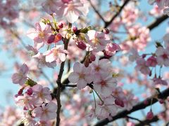 梅と河津桜の見ごろ！ ”湯河原から網代経由伊豆城ケ崎海岸まで”