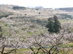 甘酸っぱい香りに包まれた岩代大梅林と南部梅林