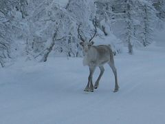 チェコとフィンランド（その２　サーリセルカ）