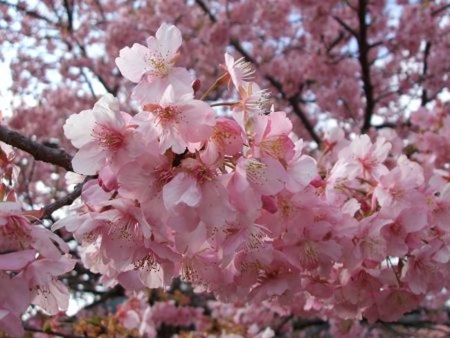 ２００９年２月９日<br />抓木崎の水仙と河津桜見にいきました。