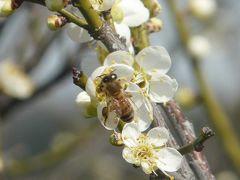 知多市佐布里池の梅祭り