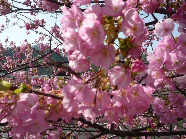 河津桜を見てきました。<br /><br />思っていた以上に見事でした！！<br />川沿いにずーっとどこまでも続く桜！桜！桜！<br />菜の花とのコントラストも見事。<br /><br />往復５ｋｍの道のりも景色の美しさにあっという間！<br />　<br />桜祭り開催中だったので、桜饅頭などの試食も楽しめます。<br /><br />今、満開ですが、来週でも十分綺麗だと思います。河津桜の花は長く楽しめることが出来るそうです。一度是非ご覧になってください。あまりの桜の美しさに感動！
