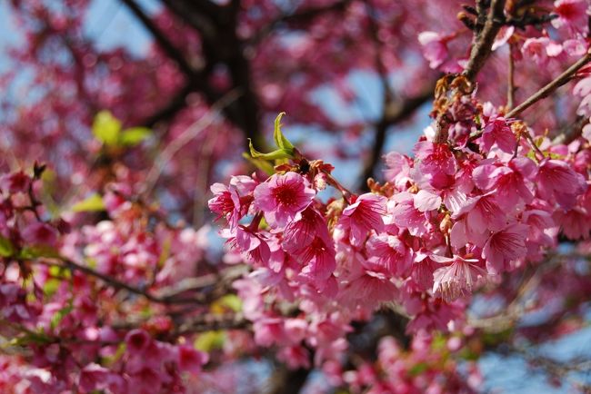 児湯郡新富町にある梅と寒桜を見に出かけました！<br /><br />まずは、梅の名所である「座論梅」。<br />１本の梅の木が、つたって生えて、複数の幹から梅の花が咲き乱れています！<br />老木なので、梅の花の数はすくなめですが、一面に梅の香りがほんわか漂っていて、「春」を感じる所です(^^♪<br /><br />座論梅の近くには、神社があって、その神社の麓には、神武天皇が浸かったというお風呂場跡があります！<br /><br />そして、寒桜の見所は「春日神社」。<br />見事に寒桜が咲き乱れていました！<br /><br />