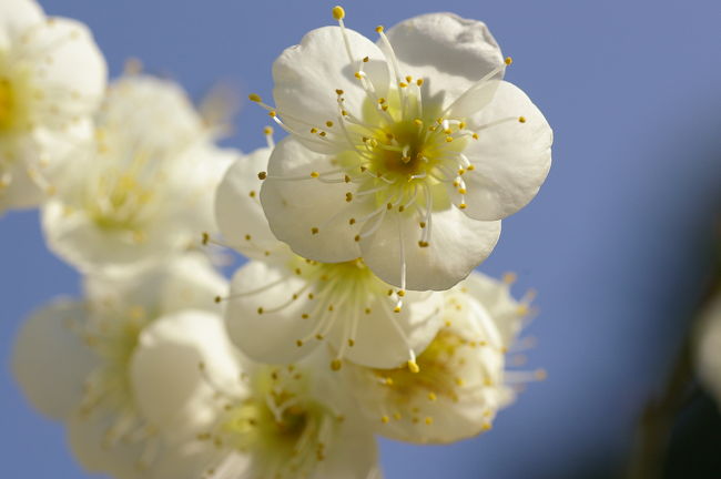 昨年は３月上旬訪れた亀戸天神。ちょうど満開だったのでまだ早いかな〜と思いながら訪れてみると、すでに7分咲き。まだ人出も少なく、甘い梅の香りが漂ってきました。