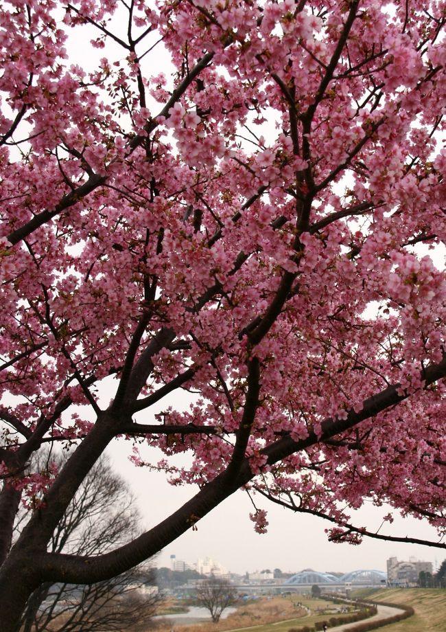 今年は正月明けからいろいろあって<br />これが今年最初のアップです！<br />ぽかぽか陽気に誘われてカメラを持ってふらり散歩の二時間半。<br />いつもの散歩道にいつもより早い春の訪れを感じて来ました。<br /><br />昨日の新聞に多摩川の河津桜が５分咲きとあったので<br />ついでにそれも確かめてきました。<br />濃いめのピンクの河津桜はもうほぼ満開で、<br />めじろ君も遊びに来ていました。<br /><br /><br /><br />