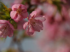 河津桜と菜の花・満開でした