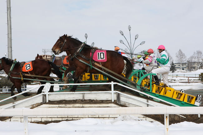 帯広競馬場へ行ってきました。農耕用として使われてきた1トンほどの重種馬に、荷物を載せたソリを曳かせて着順を競う、「ばんえい競馬」が開催される日本で唯一の競馬場として知られています。ばんえい競馬は、騎手や荷物も含めて約500kg〜1トンのソリを曳かせて、途中2つの坂(障害)を乗り越え、ゴールを目指す競馬で、平地競馬は馬の鼻面がゴール板を通過すればゴールですが、ばんえい競馬はソリの最後尾がゴール板を完全に通過しないとゴールにはならず、エキサイティングなレースが繰り広げられます。この帯広競馬場では、かつて平地競走も行われていましたが、1997年を最後に開催が中止され、以降はばんえい競馬専用の競馬場として使用されています。また、ばんえい競馬自体も、2006年まではこの帯広のほか、旭川競馬場・岩見沢競馬場・北見競馬場でも3ヶ月ずつのローテーションで開催されていましたが、累積赤字に耐えきれず帯広以外は開催から撤退しています。残った帯広も、開催業務を民間企業に一部委託したり賞金を切り詰めるなど、運営経費の削減に努めてはいるものの、入場者数・売り上げとも前年割れが続いており、競馬場の存続は非常に厳しい環境にあります。【所在地】北海道帯広市西13条南9-1【最寄駅】JR帯広駅から徒歩20分、タクシーで7分【開設日】1932年8月8日【主催者】帯広市【駐車場】無料駐車場1500台【コース】直線200m【グルメ】豚丼