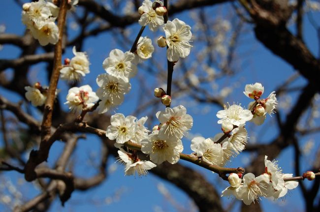 ２月から３月にかけて家の近くの公園など訪ねてみた。花と富士山を中心に冬の神奈川探訪と成った。<br />これは、大倉山梅林の梅。<br />大倉山公園梅林は昭和６年に、東京急行電鉄が東横線開通直後に用地を買収して整備し、乗客誘致のために梅林として公開したのが始まりだという。面積1.1ヘクタールの敷地に紅梅白梅合わせて約20種150本が植えられている