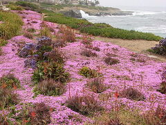 アメリカ西海岸ドライブ（２００７年GW)。。。「ラ　ホヤ」（La Jolla）の花々。。。