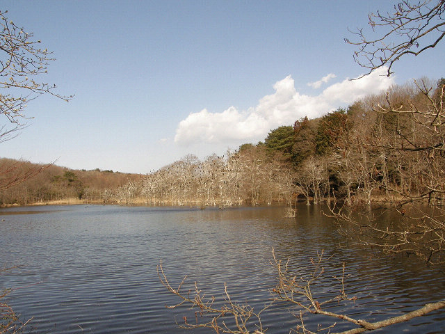 久しぶりで井頭公園にバードウォッチングに行ってきました。<br />以前、訪れた時に撮りそこなったミヤマホオジロを撮りたかったのですが、地元のバーダーによると昨年１２月に一度見ただけという事でお目当てが外れました。<br />しかし、ベニマシコが出ているという事でベニマシコの撮影を目標にしましたが、残念ながら見られませんでした。<br />マガンが一羽入っていましたが、近くに行って撮ろうとしていたら、いつの間にか飛び去ってしまい、なんとも残念なバードウォッチングになってしまいました。<br />結局、ありふれた野鳥の写真だけになってしまいました。(T-T)<br /><br />※ 2016.10.15 位置情報登録