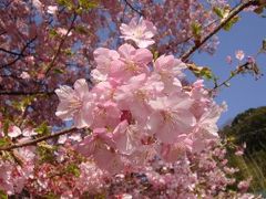 「河津桜」静岡県賀茂郡河津町田中