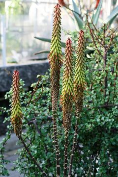 2009早春、東山動植物園(7/8)：植物園の温室とその界隈、ブーゲンビリア、ベンケイソウ