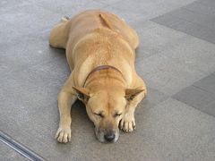 密林に消えたシルク王のなぞ