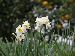 早春の大磯・湘南平を歩く・・・?湘南平への約２キロの道