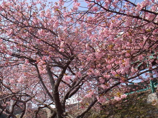 河津桜を見に、伊豆に行ってきました。