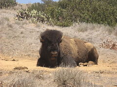 「モナーク・オブ・ザ・シーズ」（Monarch of the Seas）（２００７年GW)。。第二寄港地「カタリナ島」