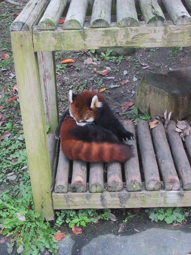 【動物に会いに「ひらパー」へ行こう！】<br />大山でたくさんの犬たちに会ってきた（⇒http://4travel.jp/traveler/poi/album/10291680/）ら、それが刺激となってまた犬と戯れたくなってきた。丁度大山に出発する頃、“犬と遊べる施設”を探していていくつか見つけた中に、地元・枚方市にある「ひらかたパーク」も含まれていた。もうン十年と行っていない。いつも通勤電車の中から見て通るだけである。ここには以前にモンキーパークと言って、世界の珍しいサルが集められた一角があったのを覚えているが、当時からはかなりリニューアルされ、今はレッサーパンダなどの可愛い動物もいることを聞いていた。ジャイアントパンダも好き（⇒http://4travel.jp/traveler/poi/album/10164380/）だけれど、３代目ポピーに近いものがあるレッサーパンダはもっと好きな母娘。随分前から「見に行こう」と言いながら、近いからいつでも行けると思ってしまい延び延びになっていた。手元には、定期的に貰えている入場招待券もある。今日こそは、「ひらパー」の動物に会いに行こう！<br /><br />【メンバー】<br />母と二人。<br /><br />【ルート】<br />11/29　自宅−＜Ｒ１＞−ひらかたパーク−＜Ｒ１＞−自宅<br /><br />【表紙の写真】<br />「ひらパー」にいるレッサーパンダ。この鼻周りの雰囲気、３代目ポピーによく似ている。