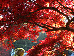 大雄山最乗寺（道了尊）の紅葉