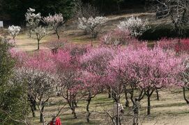 2009早春、大高緑地公園の梅林(1/4)：満開寸前の梅林の梅