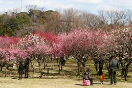 2009早春、大高緑地公園の梅林(3/4)：満開寸前の梅林