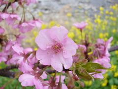 思い立ったら伊豆　温泉と桜の旅