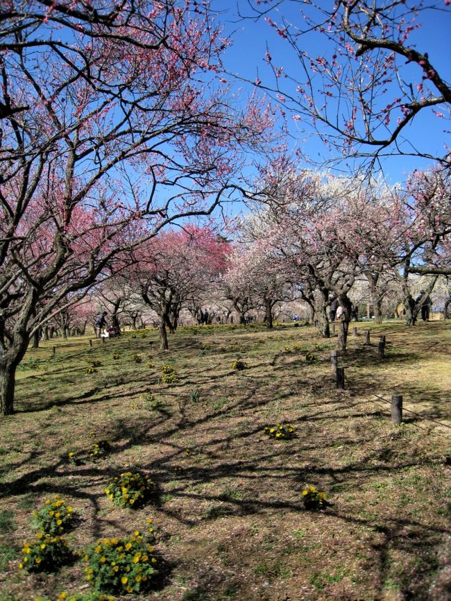 朝起きたらいいお天気なので、「花でも見に行こう！」そうだ！東松山の森林公園の梅が満開というので、早速車を走らせました。<br />　急な思い付きだったので、カメラとお風呂道具だけを持って。<br /><br />もう何年振りでしようか？森林公園に来たのは・・・<br />梅と福寿草が咲き誇り、里山には確実に春がやってきていました。<br /><br />　