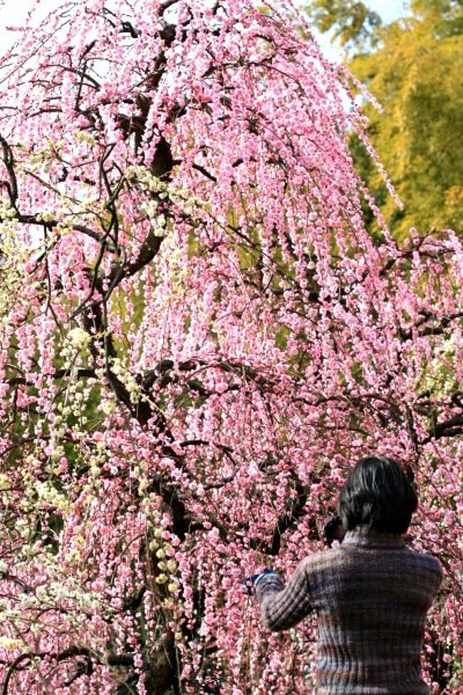 農業センターのしだれ梅が6分咲きと聞き、見に行ってきました。いつもより開花が早いようです。毎年開催される「しだれ梅まつり」は、2009/2/28〜3/15。今年も祭りの時期には咲き終わってしまいそうな開花状況でした。<br /><br />写真は、満開のしだれ梅と写真を撮る人。