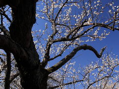 埼玉一の巨樹と越生梅林2009