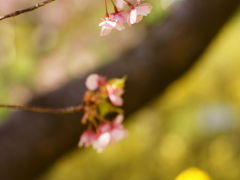 松田山【早咲き桜と菜の花】