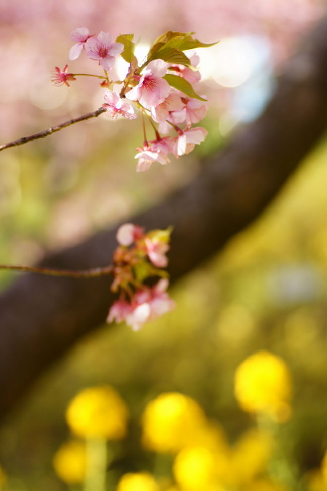 早咲き桜と菜の花の鮮やかな色の対比に、本格的な春の訪れを予感させる今日この頃。<br />快晴のこの日、満開となった松田山の桜を見に出かけました。<br />夜桜ライトアップの様子もお伝えします。<br /><br />まつだ桜まつり（松田町観光協会）<br />http://www1.biz.biglobe.ne.jp/~matsuda/06sakura.htm