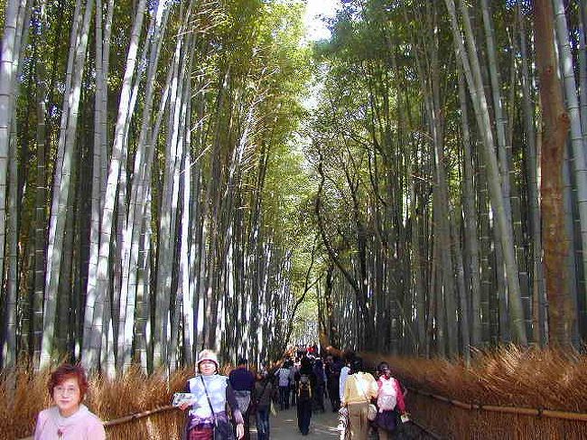 京都は比較的実家から近いので、小学生の時から、たびたび行っておりました。<br /><br />プチ留学の前に、日本といえば京都だろうということで旅行したのかは定かではありませんが、行ってまいりました。<br /><br />僕自身あまり行ったことのない嵐山方面です。<br /><br />途中で、自分撮りしている時に、手を滑らせてデジカメを落として壊してしまいました・・・。