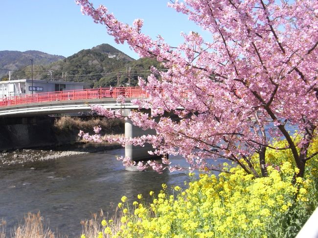 日々の仕事疲れを癒したかったのと代休消化の為、2月に近場で温泉も観光も楽しめるところという事で河津温泉郷と河津桜祭(http://www.kawazu-onsen.com/)への旅行を決めました。<br />近くにあるカピバラとふれあえる伊豆バイオパークがあるのも決め手の一つ。<br /><br />昼間だけじゃなくライトアップされるという夜桜も見たかったので、日帰りではなく河津で一泊することに。<br />