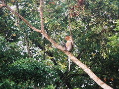 2002　ボルネオ　～キナバタンガン川WildCamp～　9泊10日