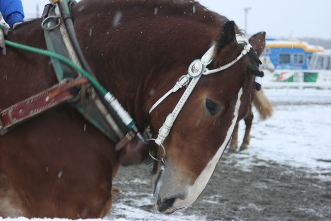 私が大好きなばんえい競馬。<br />３年前までは帯広以外でも岩見沢、北見、旭川で開催されていました。それが存廃騒動を経て現在帯広単独開催に。<br />１トンほどもある、とても大きくて筋肉ムキムキ、でもカワイイ顔をしたばん馬達が５００?〜最高１トンのソリを引くレースは必見です！生で観戦して初めて味わえる感動があります。<br />勝負にこだわる、というよりは、出走している全部の馬をゴールするまで応援したくなります。<br />走る速さを競うというよりは、どちらかといえばパワーを競うレースです。それに加え２つの坂を越えるテクニック、登板力、そして走るスピード、馬場の水分状態など・・・色々な条件が組み合わさって、勝敗がが決まります。どんな馬にも勝つチャンスがあり、予想はちょっと難しいけど・・・。<br />フツーの競馬と比べると、スローすぎて笑っちゃうかもしれないけれど、ばん馬達ががんばっている姿はじーんと涙が出るほどに胸を打つものがあります。