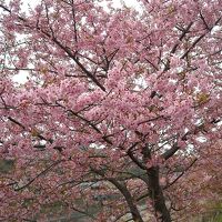 早春の桜並木♪河津桜ＩＮ伊豆♪