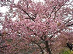 早春の桜並木♪河津桜ＩＮ伊豆♪