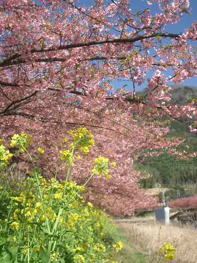 名にし負う河津の桜を見てきました。濃い紅色の桜と、真っ黄色の菜の花。鮮やかなコントラストで春の近づきを実感しました。出店も人出も想像以上で、みんな、春をまっていたのだなぁ、と共感しました。花はいいですね。