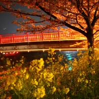 河津の旅?河津桜＠花びら散っても夜桜は満開気分★