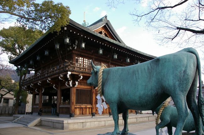 クロが19日に毎日放送の「ちちんぷいぷい・わたしのうた」で写真紹介された。友人がパソコン勉強会で家に来てくれた時に、こんなコーナーがあるからと教えてくれて、メールで応募したら採用された。ばんざ〜い(^^)v<br />　今日は良い日和だが、梅林は3分咲きくらいだろうか。そのためか人出は少ない。初々しい梅の花は爽やかだ。生き生きしている。京阪で買ったお弁当で12時にはお花見昼食会。お酒で温もりお腹も満足。広場付近でカメラを２台設置して望遠で構えているおじさんふたり。何やら餌を花につけているようだ。小鳥が飛んできている！近くを通った人が「あれはジョウビタキです。餌を狙ってホバーリングしている」と専門的で詳しい。帰ってネットで図鑑調べしたがピンポ〜ン！展望台まで歩いてみようかと思ったけど、少し不安があり今回は見送った。今までも本格歩き再開には足慣らしが必要だった。急な登りはご法度だし。ぼちぼち行こう。帰りに豚の散歩にも出くわして目が点になった！<br />　それでも、枚岡公園から石切まで２駅歩いた。石切神社までの商店街も、初めはガラ空きで、ここまで景気が悪いのかと心配したが、下るに従ってお客が増えてホッとした。新しく漬物横丁なるビニールハウス休憩所が出来ていてタコ焼きをそこで食べた。熱々で美味しい〜。焼き過ぎをひとつおまけしてもらった(^^)v　神社まで下るといつものお百度参りは相変わらず人気が高い。願い事成就ができるのだろうか。一人だけ読売旅行のバッジをつけたおじさんが、商店街上の方で途中で道を聞いていたり、駐車場付近でも見かけてバスを探す行動があれっ？と思って見ていた。鳥居先のバスにきづいていないようで声をかけてあげなければ！と思った矢先にバスを発見した。乗り込んだらバスはすぐに発車した(^_^;)　心中察するに冷や汗！