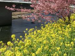 何度来てもあきない河津の桜