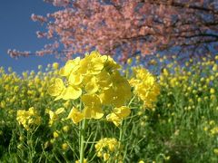 「みなみの桜と菜の花まつり」は静かでのんびりお花が楽しめます