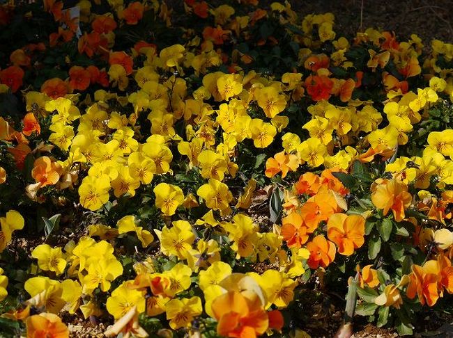 そろそろ花たちも目覚める頃かなと思って、フローラルガーデン・アンジェに行ってきました。<br />園内はやけにすっきり。スタッフは春の準備に追われているようでした。<br /><br />春本番になってインターバルを置くと園内の様子ががらりと変わってしまいます。ほぼ毎週行かないとついていけません。<br />今はまだゆっくりしたペースで変化しているので安心。<br />それでも花が少しずつ増えているのは嬉しいものです。<br /><br />そんな２月のアンジェの写真を並べてみました。