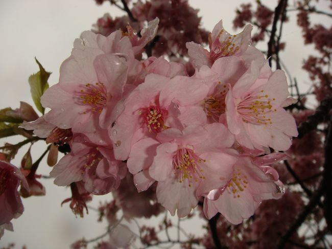 本州で一番早く咲く、伊豆の河津桜を見に行きました。当日（2/25水曜日）は、生憎の大雨、しかし、バスツアーの悲しさで予約をキャンセル出来ず、更に、悪いことに、例年よりも1〜2週間早く咲いて、当日は葉桜がかなり見られた。このようにあまり良い状態でないにもかかわらず、駐車場はバスで満杯。大阪や京都ナンバーもあり驚き。川沿いの桜並木、菜の花ロード２Kmには屋台、出店がずらり。見物客もラシュアワー並に混んでいた。来年は１週間早く来て、夜桜見学（18〜21時ライトアップ）もしたいと思った。