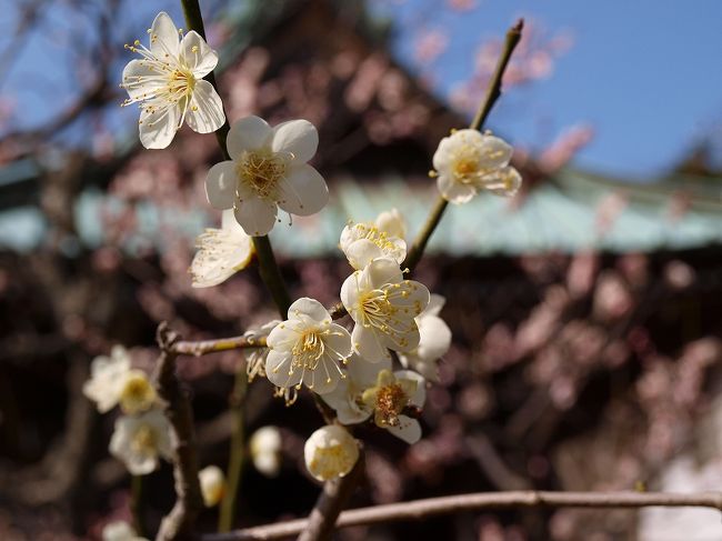 様々な花の咲く事でも有名な切り通しの先の海蔵寺さんへ<br /><br />鎌倉　浄智寺編<br />http://4travel.jp/traveler/jiiji/album/10313390/<br /><br />鎌倉　東慶寺編ー１<br />http://4travel.jp/traveler/jiiji/album/10312680/<br />鎌倉　東慶寺編ー２<br />http://4travel.jp/traveler/jiiji/album/10312894/<br /><br />新緑の鎌倉　光明寺<br />http://4travel.jp/traveler/jiiji/album/10242848/<br />新緑の鎌倉　光明寺<br />http://4travel.jp/traveler/jiiji/album/10242848/<br />鎌倉　光則寺　白ふじ　満開−１<br />http://4travel.jp/traveler/jiiji/album/10144932/<br />鎌倉　花の光則寺<br />http://4travel.jp/traveler/jiiji/album/10145490/<br />鎌倉文学館、長谷寺、光則寺、極楽寺駅ー?　平成１６年５月<br />http://4travel.jp/traveler/jiiji/album/10069305/<br />鎌倉文学館、長谷寺、光則寺、極楽寺駅ー?<br />http://4travel.jp/traveler/jiiji/album/10069305/<br />鎌倉　葉山　散歩 （吉屋　信子記念館含む）<br />http://4travel.jp/traveler/jiiji/album/10063148/<br />