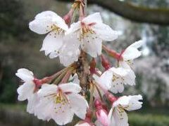 京都：早咲きの桜を探して　渉成園～京都御所そして祇園白川へ…