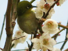 梅林公園の休日