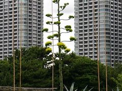 浜離宮恩賜庭園のリュウゼツラン